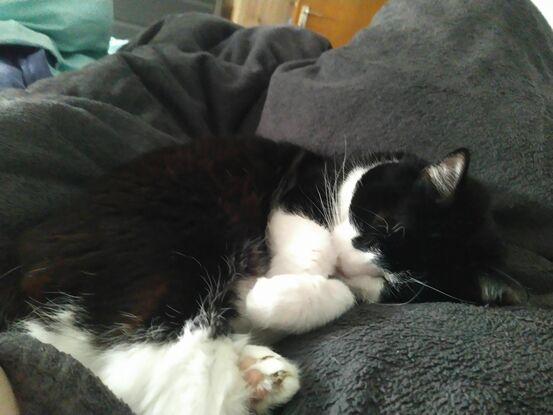 Eigene Katze namens Mia