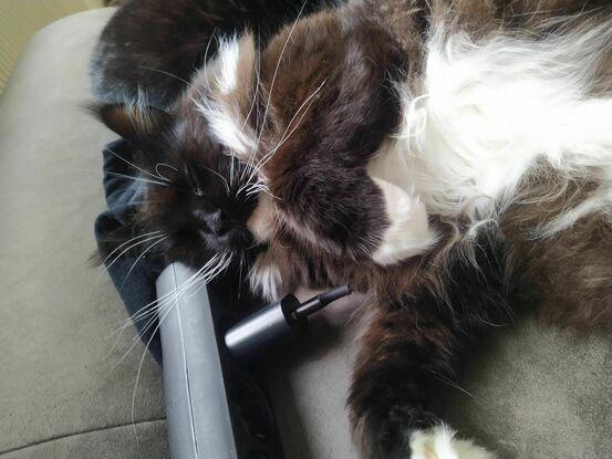 Eigene Katze namens Ziva