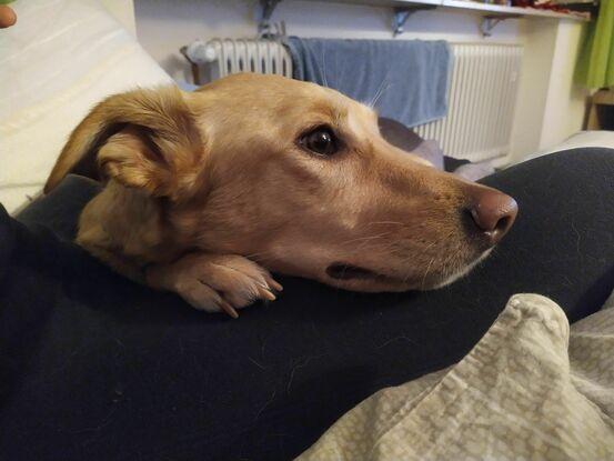 Bereits Betreuer Hund