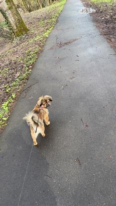 Hund meiner Mutter