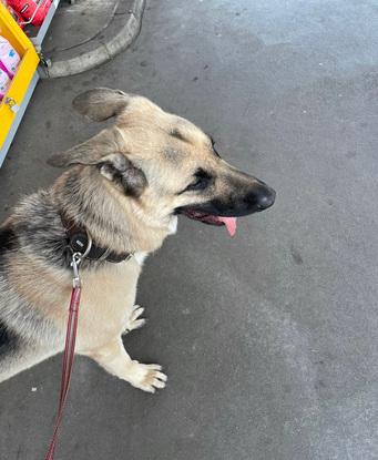 Ehemaliger Gassi Hund