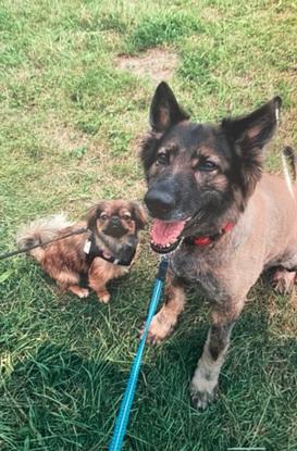 Eigner Hund und Gassi Hund