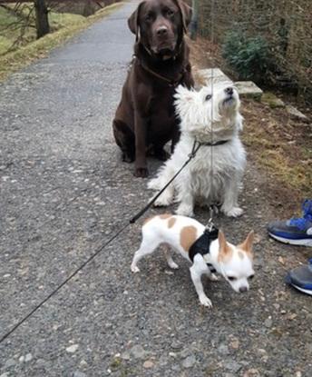 2 Gassi Hunde und eigener