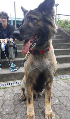 Ehemaliger Gassi Hund