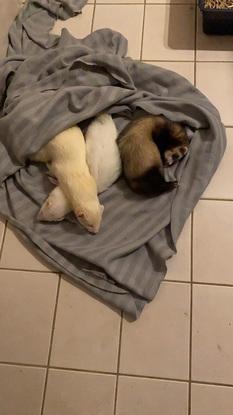 Meine Frettchen :)