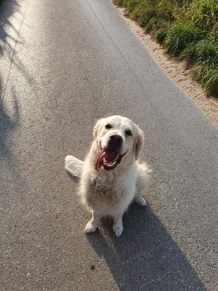 Der Hund meiner Großeltern