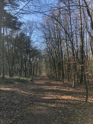 Der Wald in meiner Nähe