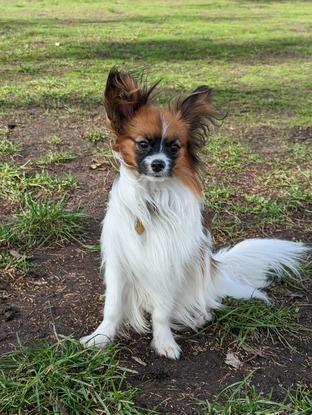 Hier seht ihr meinen kleinen Papillon Bilbo und und seinen großen Freund Heimdall (Hund meiner Eltern)