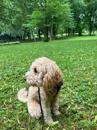 Eine super liebe Cockapoo Hündin auf welche ich aufgepasst habe.