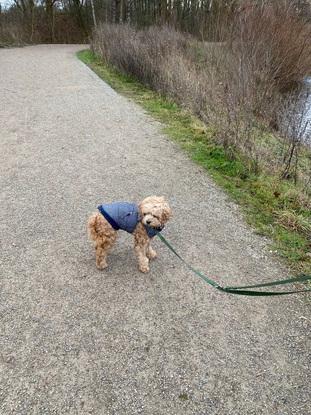 Spaziergang mit Frieda