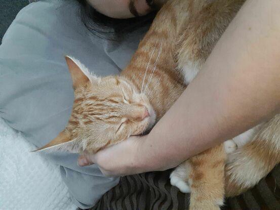 Unsere Katze Lucy♡