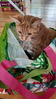 Taschen
