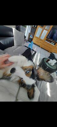 Streicheleinheiten und Kuscheln sind immer beliebt
