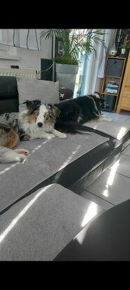 Sonic und Lia, beides Mini American Shepherds