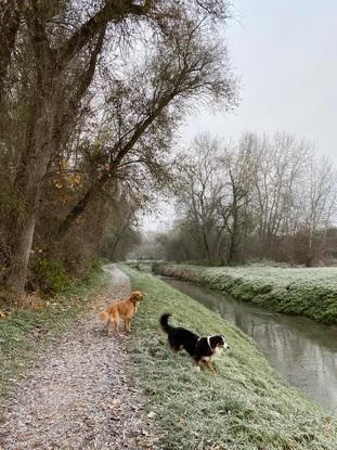 Marlo mit bereits betreutem Hundefreund