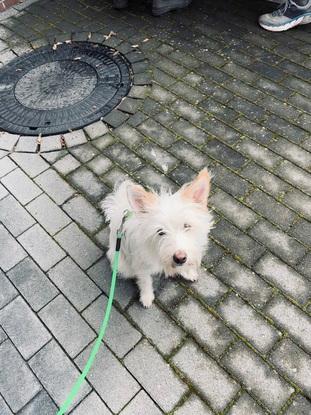 Hund meiner Eltern 
