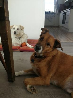 Marley und Guido