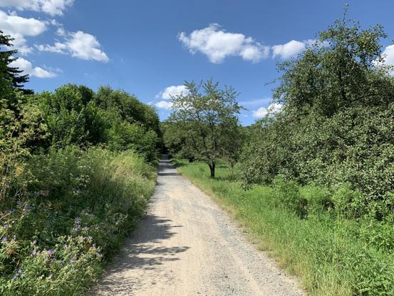 Waldweg