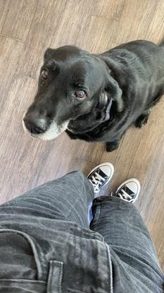 ,, kira‘‘ unser Familienhund 🤍 die Maus wird bald 14.