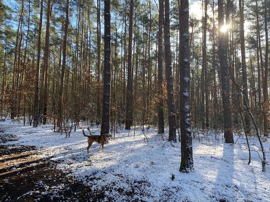 Winterzauber Grunewald