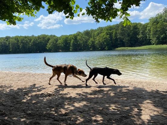 Hundestrand Grunewald