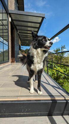 My dog back home
