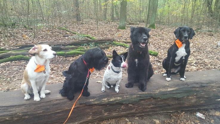 Große Gassirunde im Grunewald mit Hunde Kumpels