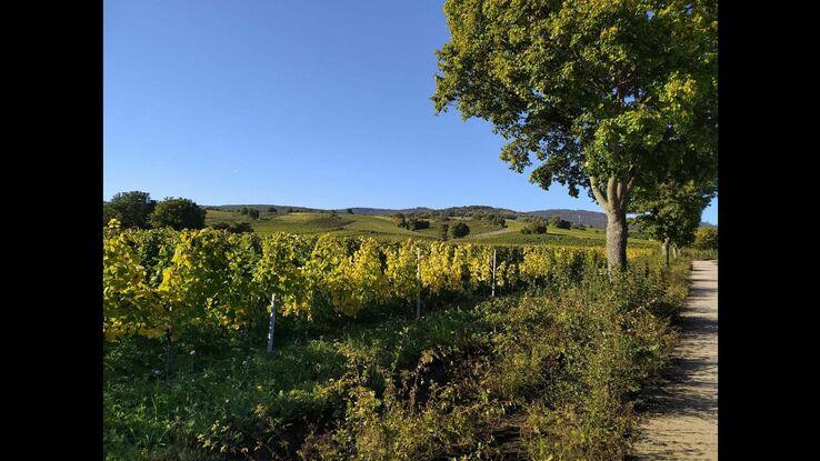 Rheingau Ausflüge