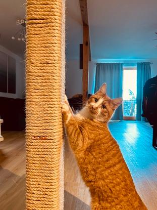 Unser Kater im Wohnzimmer 