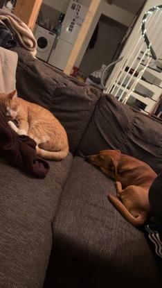 Kuschelzeit auf dem Sofa 