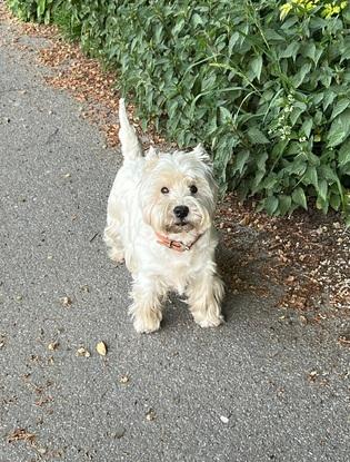 Hund meines Freundes 