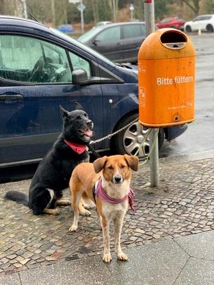 Shlomo und Brandi
