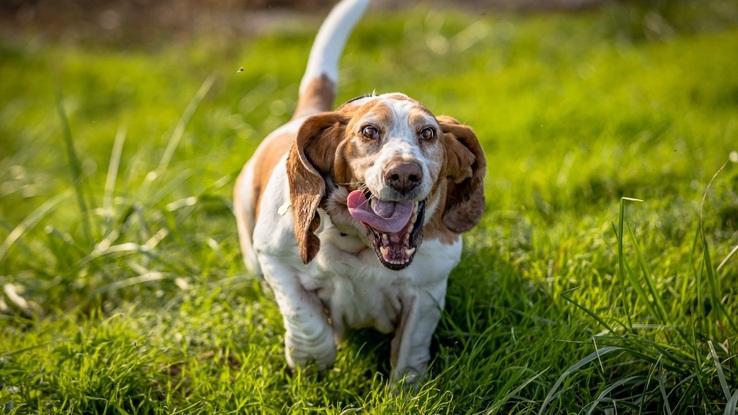 Das ist mein eigener Hund Miss Quickly wohnt bei meiner Familie in der Heimat 