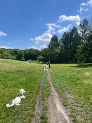 Hundefreundliche Umgebung