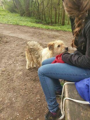 Hund aus dem Tierheim ausführen