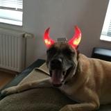 Devil avatar