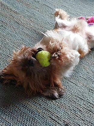 Keks liebt seinen Tennisball
