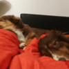 Josephine: Josephine's Hundebetreuung