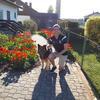 Dominik: Hundebetreuung mit Garten