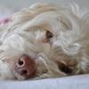 Malena: Zuverlässige Hundebetreuung mit Familienanschluss 