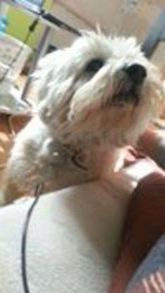 Bärlie
15 Jahre
West Highland WhiteTerrier