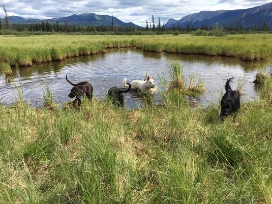 Mit Hundegruppe am See (Yukon, Kanada)