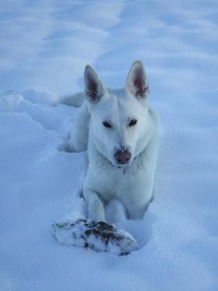 Unser Feriengast im Winter 14/15 ist der Hund meines Schwiegersohnes, ein  Berger Blanc Suisse