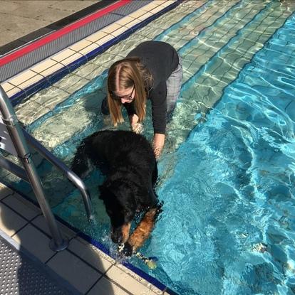 Voller Körpereinsatz beim Hunde schwimmen im Freibad. 