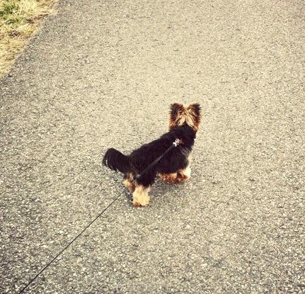 Ein Spaziergang mit dem lieben Charlie.
