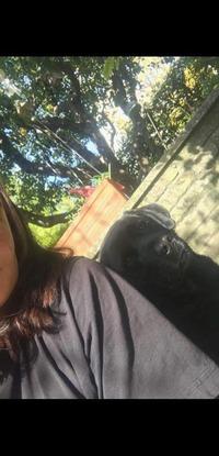 Mein Hugo ein Labradorschönling (Hund meines Partners)