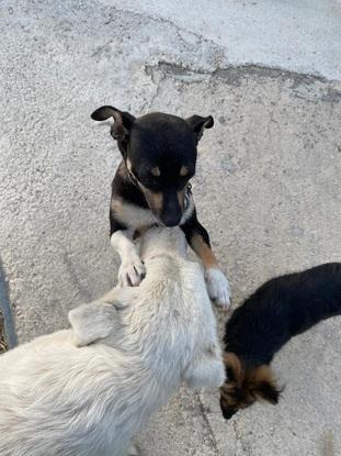 Hunde die auf unserem Bauernhof in Italien leben betreut