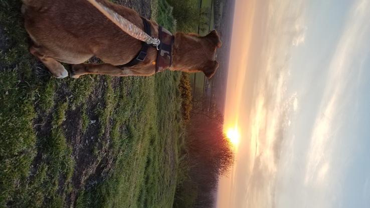 Rasta, our family doggo on a beautiful sunset walk