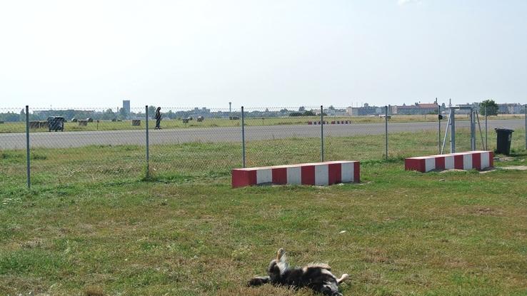 Hundewiese Tempelhofer Feld