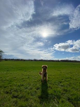 Mein Hund Marlo auf der täglichen Spazierroute auf dem Feld vor der Haustür